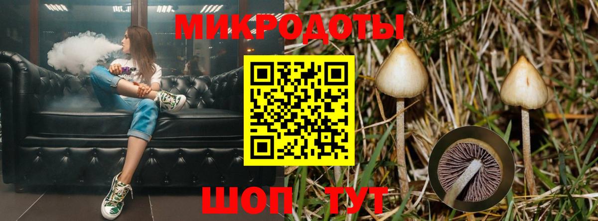 Псилоцибиновые грибы Psilocybe Ижевск